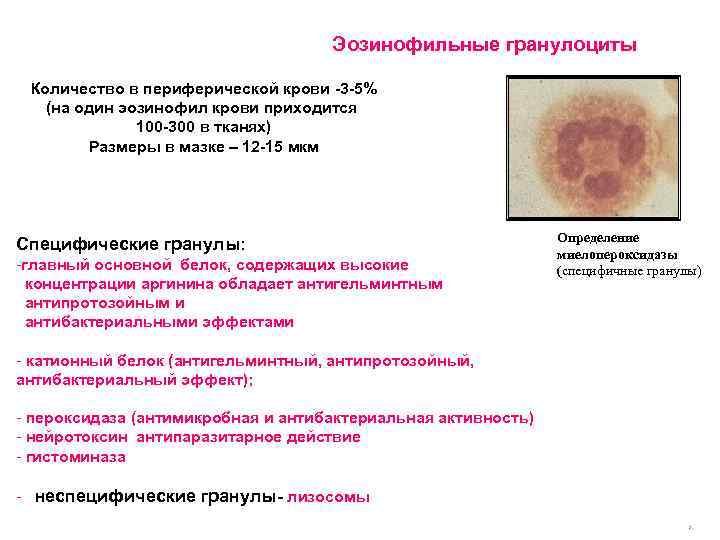Эозинофилы сдать. Эозинофильные гранулоциты. Эозинофилы в периферической крови. Катионный протеин эозинофилов. Эозинофильный катионный белок таблица показателей.