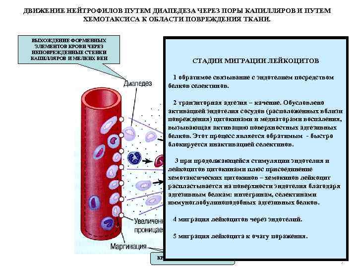 ДВИЖЕНИЕ НЕЙТРОФИЛОВ ПУТЕМ ДИАПЕДЕЗА ЧЕРЕЗ ПОРЫ КАПИЛЛЯРОВ И ПУТЕМ ХЕМОТАКСИСА К ОБЛАСТИ ПОВРЕЖДЕНИЯ ТКАНИ.