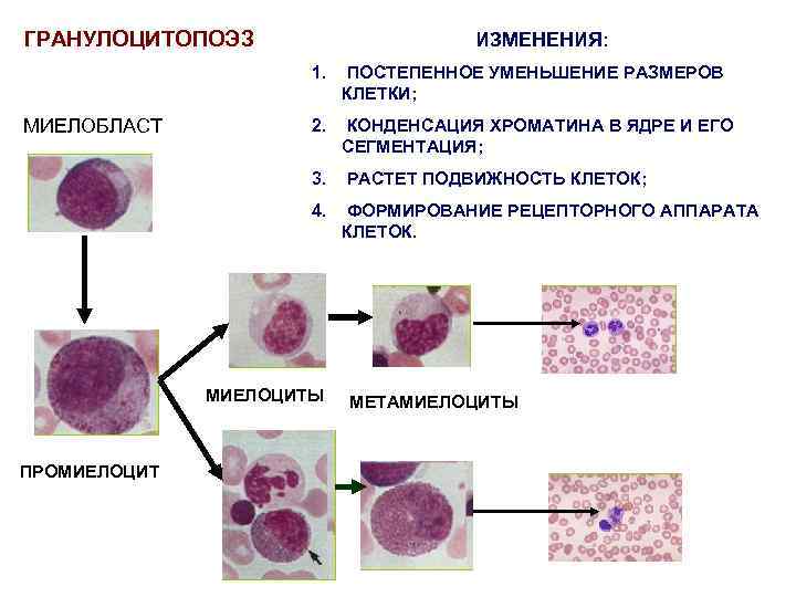 Структурные изменения ткани. Морфология клеток гранулоцитопоэза. Структурные изменения клеток характеризующие гранулоцитопоэз. Гранулоцитопоэз (миелоцитопоэз). Схема нейтрофильного гранулоцитопоэза.