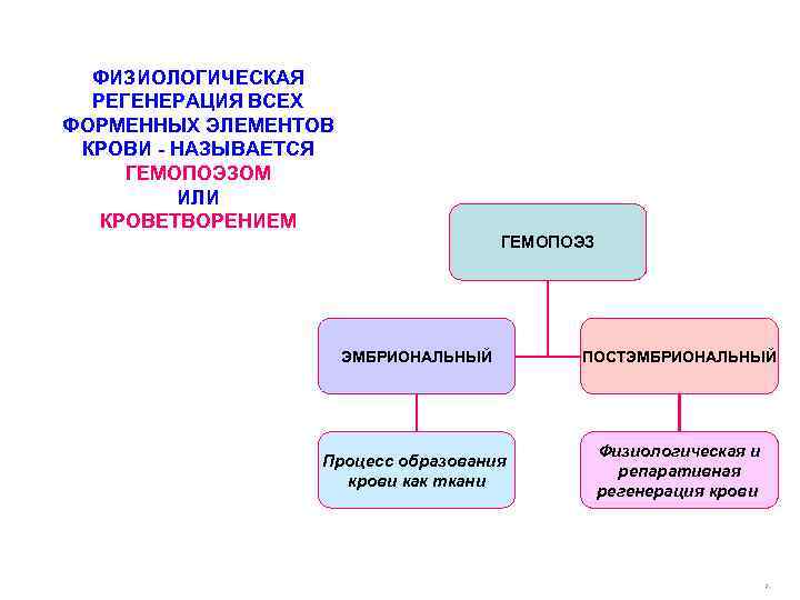 ФИЗИОЛОГИЧЕСКАЯ РЕГЕНЕРАЦИЯ ВСЕХ ФОРМЕННЫХ ЭЛЕМЕНТОВ КРОВИ - НАЗЫВАЕТСЯ ГЕМОПОЭЗОМ ИЛИ КРОВЕТВОРЕНИЕМ ГЕМОПОЭЗ ЭМБРИОНАЛЬНЫЙ ПОСТЭМБРИОНАЛЬНЫЙ