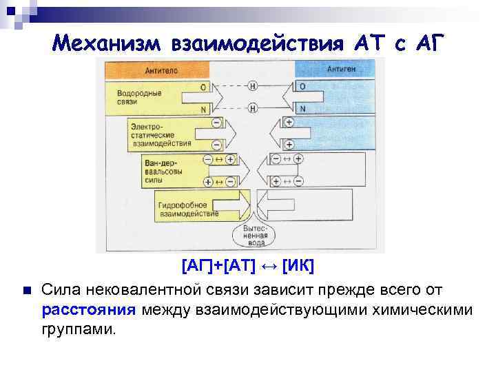 Механизм взаимодействия АТ с АГ n [АГ]+[АТ] ↔ [ИК] Сила нековалентной связи зависит прежде