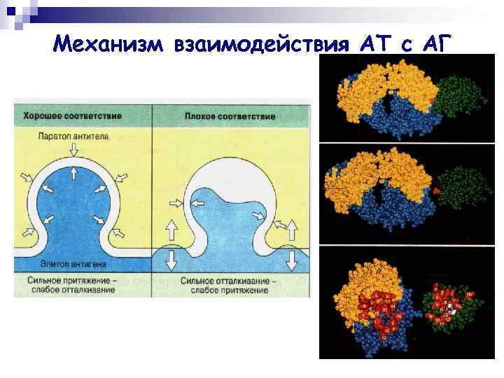 Механизм взаимодействия АТ с АГ 