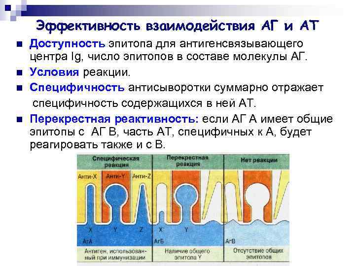 Эффективность взаимодействия АГ и АТ n n Доступность эпитопа для антигенсвязывающего центра Ig, число