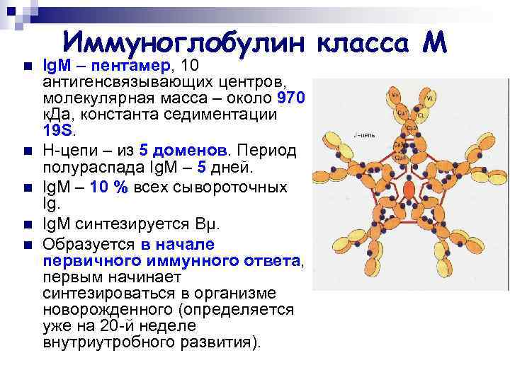 n n n Иммуноглобулин класса М Ig. М – пентамер, 10 антигенсвязывающих центров, молекулярная