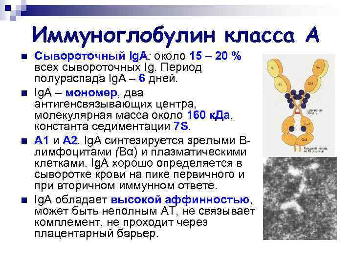 Иммуноглобулин класса А n n Сывороточный Ig. А: около 15 – 20 % всех