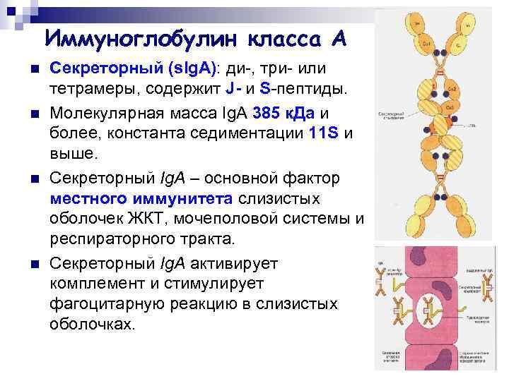 Иммуноглобулин класса А n n Секреторный (s. Ig. А): ди-, три- или тетрамеры, содержит
