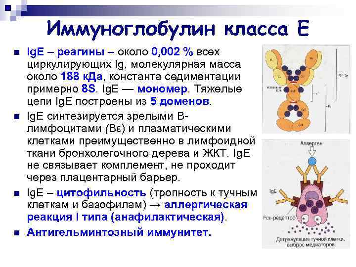 Иммуноглобулин класса Е n n Ig. Е – реагины – около 0, 002 %