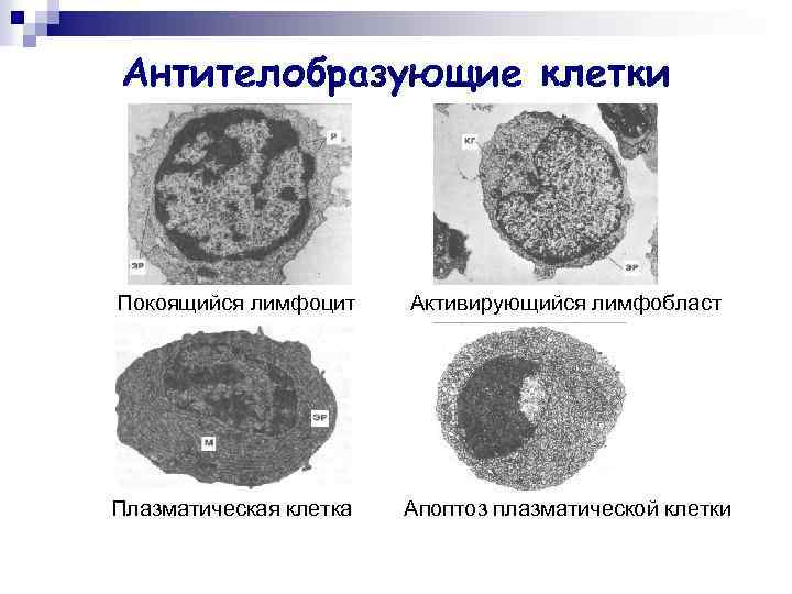 Антителобразующие клетки Покоящийся лимфоцит Активирующийся лимфобласт Плазматическая клетка Апоптоз плазматической клетки 