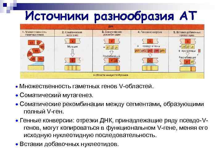 Источники разнообразия АТ Множественность гаметных генов V-областей. Соматический мутагенез. Соматические рекомбинации между сегментами, образующими