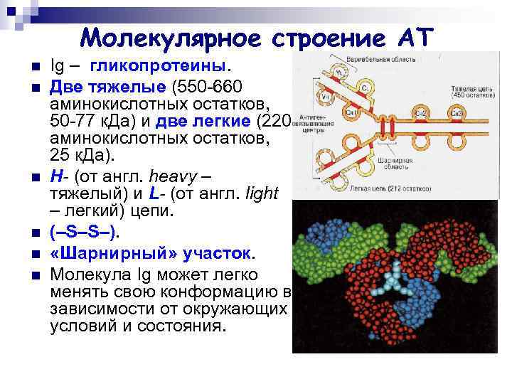 Молекулярное строение АТ n n n Ig – гликопротеины. Две тяжелые (550 -660 аминокислотных