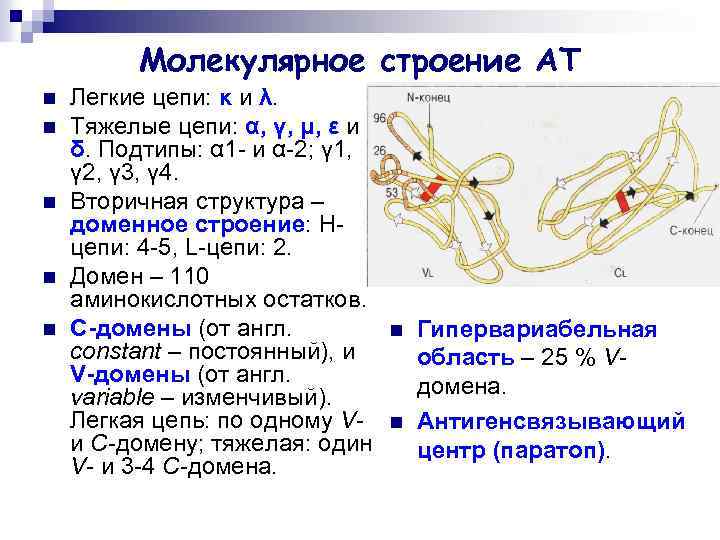 Молекулярное строение АТ n n n Легкие цепи: κ и λ. Тяжелые цепи: α,
