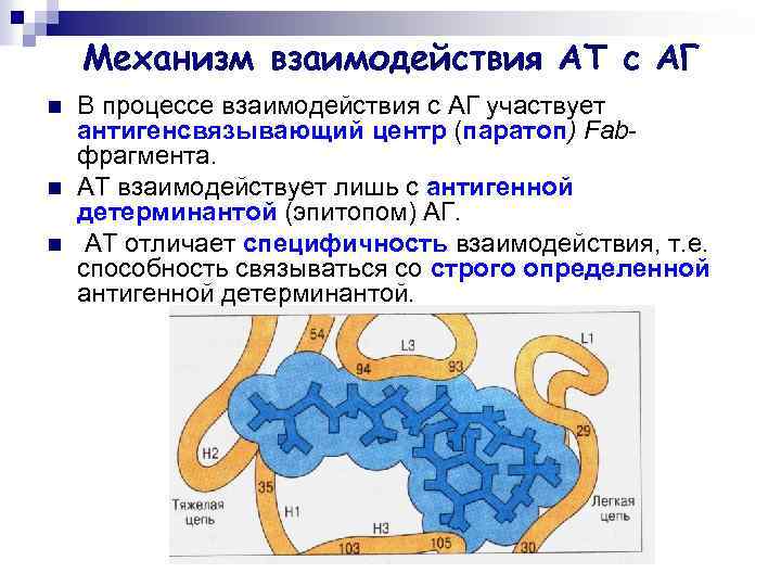 Механизм взаимодействия АТ с АГ n n n В процессе взаимодействия с АГ участвует