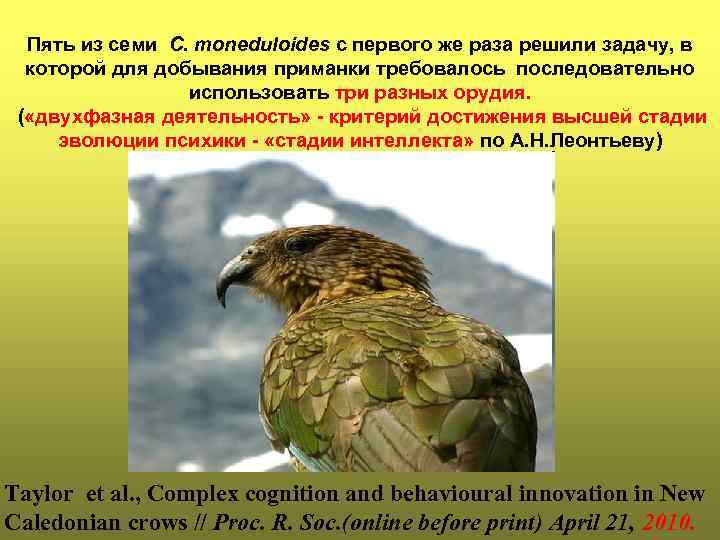 Пять из семи C. moneduloides с первого же раза решили задачу, в которой для