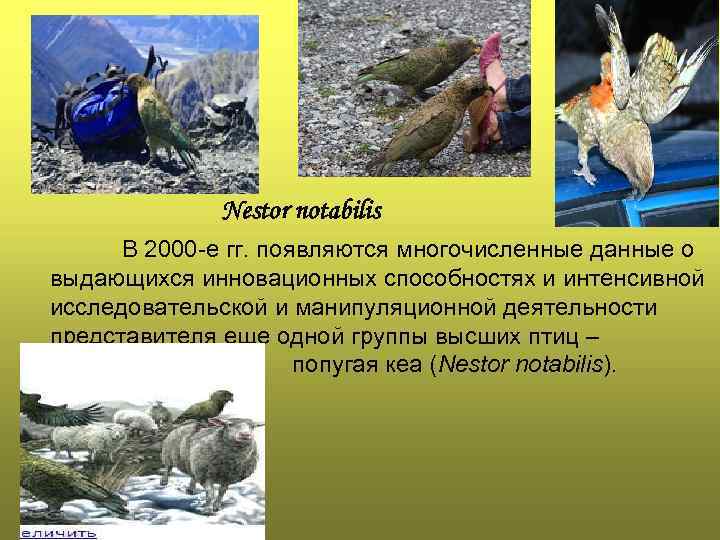 Nestor notabilis В 2000 -е гг. появляются многочисленные данные о выдающихся инновационных способностях и