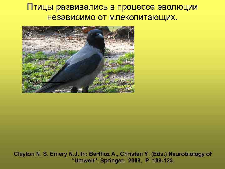 Птицы развивались в процессе эволюции независимо от млекопитающих. Owls Clayton N. S. Emery N.