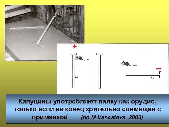 + _ Капуцины употребляют палку как орудие, только если ее конец зрительно совмещен с