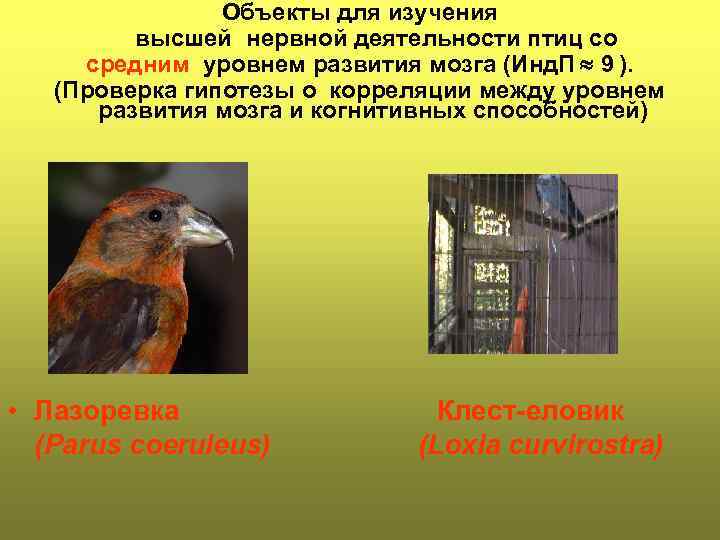 Объекты для изучения высшей нервной деятельности птиц со средним уровнем развития мозга (Инд. П