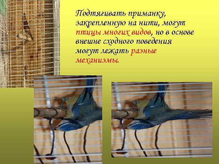 Подтягивать приманку, закрепленную на нити, могут птицы многих видов, но в основе внешне сходного