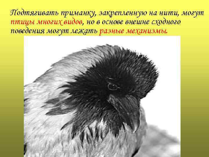 Подтягивать приманку, закрепленную на нити, могут птицы многих видов, но в основе внешне сходного