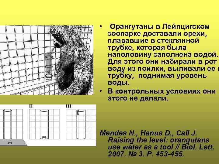  • Орангутаны в Лейпцигском зоопарке доставали орехи, плававшие в стеклянной трубке, которая была