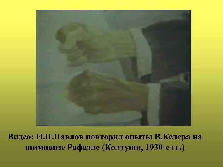 Видео: И. П. Павлов повторил опыты В. Келера на шимпанзе Рафаэле (Колтуши, 1930 -е