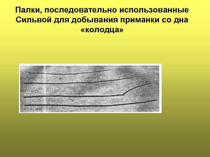 Палки, последовательно использованные Сильвой для добывания приманки со дна «колодца» 