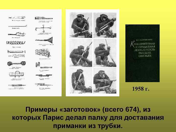 1958 г. Примеры «заготовок» (всего 674), из которых Парис делал палку для доставания приманки