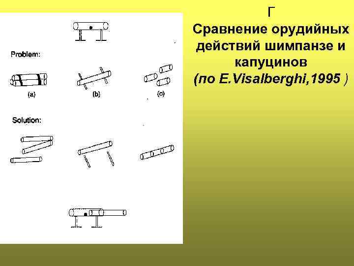 Г Сравнение орудийных действий шимпанзе и капуцинов (по E. Visalberghi, 1995 ) 