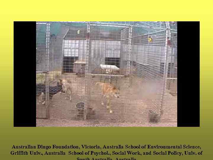 Australian Dingo Foundation, Victoria, Australia School of Environmental Science, Griffith Univ. , Australia School