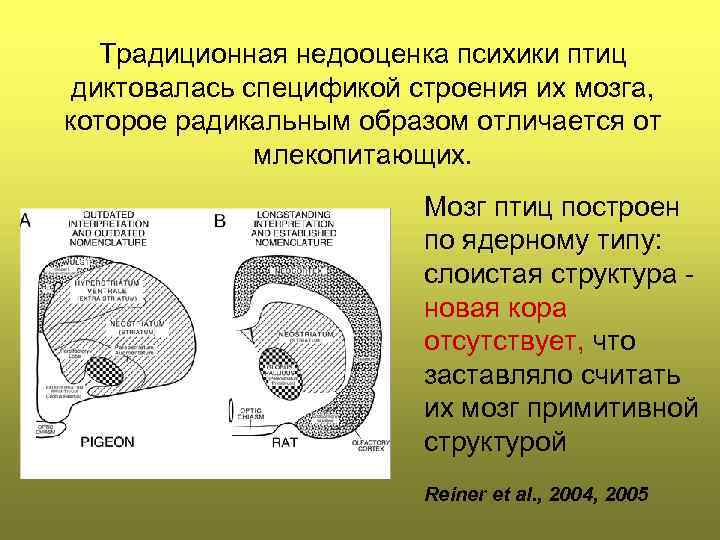 Традиционная недооценка психики птиц диктовалась спецификой строения их мозга, которое радикальным образом отличается от