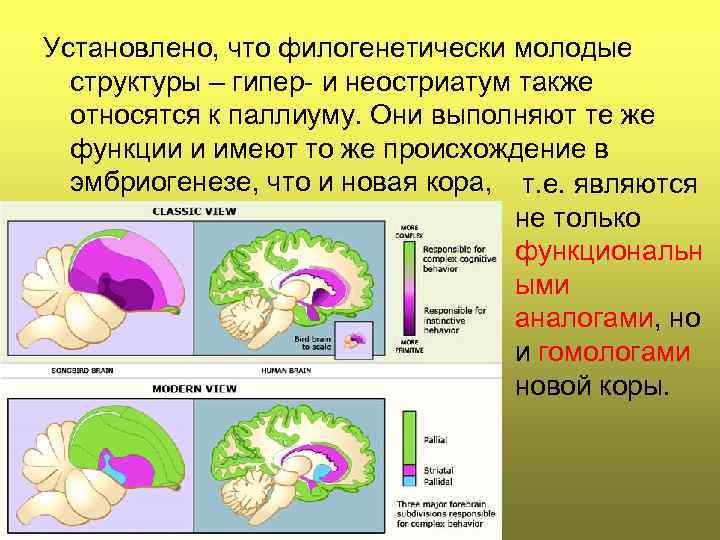 Установлено, что филогенетически молодые структуры – гипер- и неостриатум также относятся к паллиуму. Они