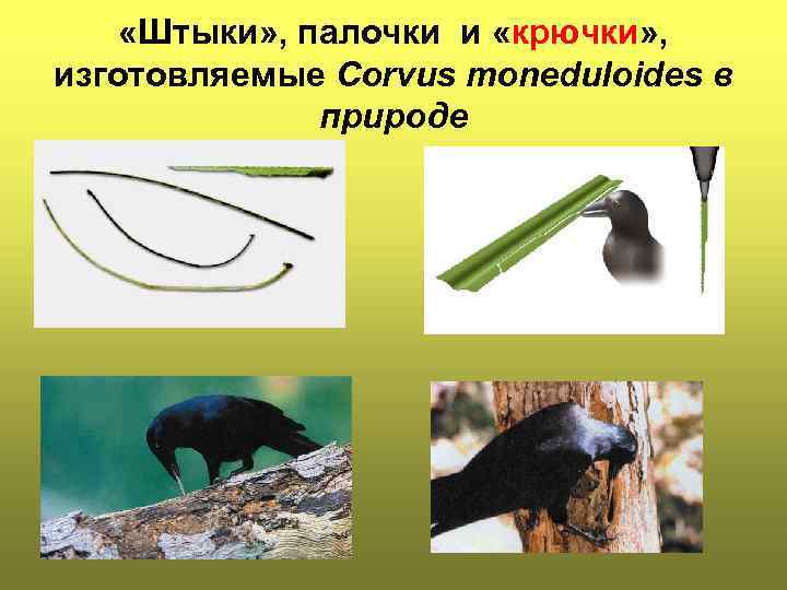  «Штыки» , палочки и «крючки» , изготовляемые Corvus moneduloides в природе 