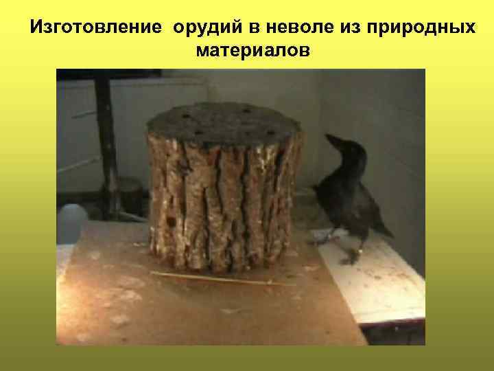 Изготовление орудий в неволе из природных материалов 