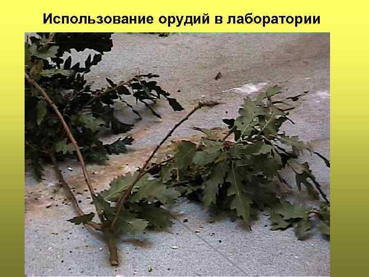 Использование орудий в лаборатории 