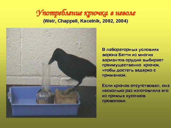 Употребление крючка в неволе (Weir, Chappell, Kacelnik, 2002, 2004) В лабораторных условиях ворона Бетти