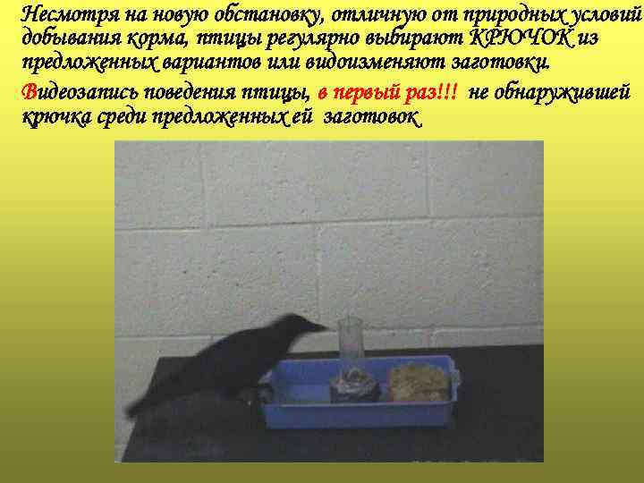 Несмотря на новую обстановку, отличную от природных условий добывания корма, птицы регулярно выбирают КРЮЧОК