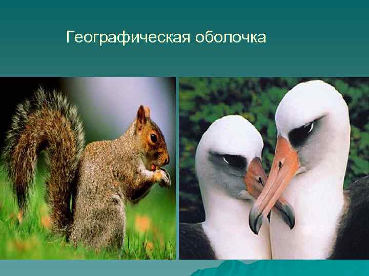 Географическая оболочка 