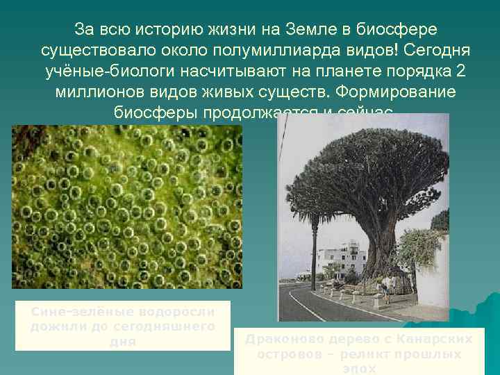 За всю историю жизни на Земле в биосфере существовало около полумиллиарда видов! Сегодня учёные-биологи