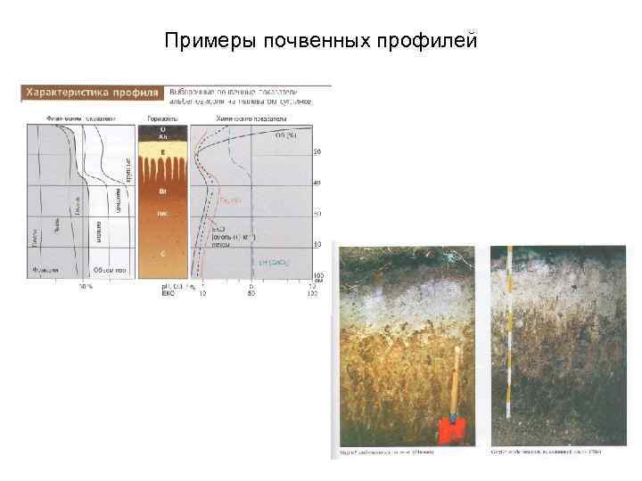 Примеры почвенных профилей 