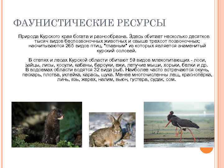 ФАУНИСТИЧЕСКИЕ РЕСУРСЫ Природа Курского края богата и разнообразна. Здесь обитает несколько десятков тысяч видов