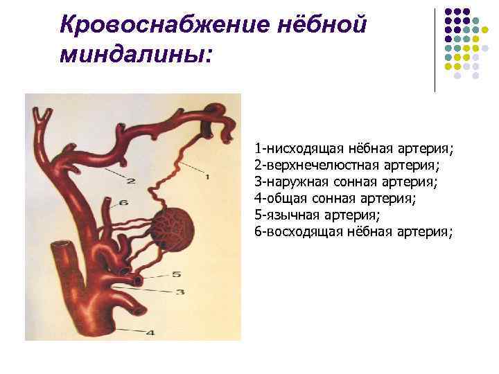 Кровоснабжение нёбной миндалины: 1 -нисходящая нёбная артерия; 2 -верхнечелюстная артерия; 3 -наружная сонная артерия;