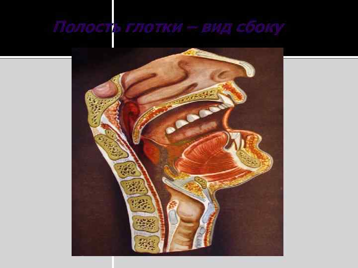 Полость глотки – вид сбоку 