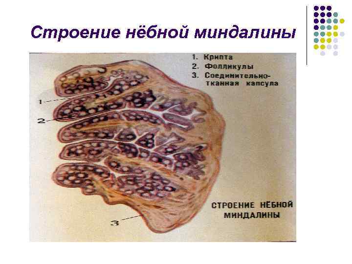 Строение нёбной миндалины 