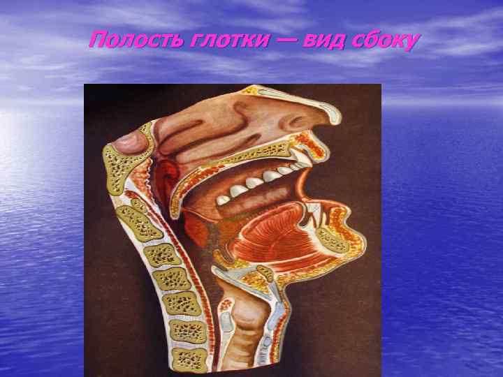 Полость глотки — вид сбоку 