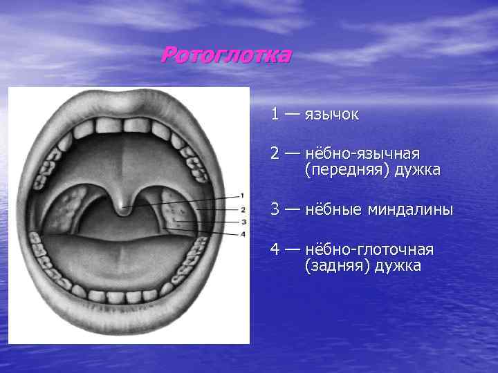 Ротоглотка 1 — язычок 2 — нёбно-язычная (передняя) дужка 3 — нёбные миндалины 4