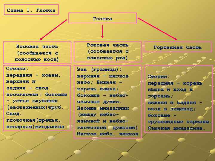 Схема 1. Глотка Носовая часть (сообщается с полостью носа) Ротовая часть (сообщается с полостью