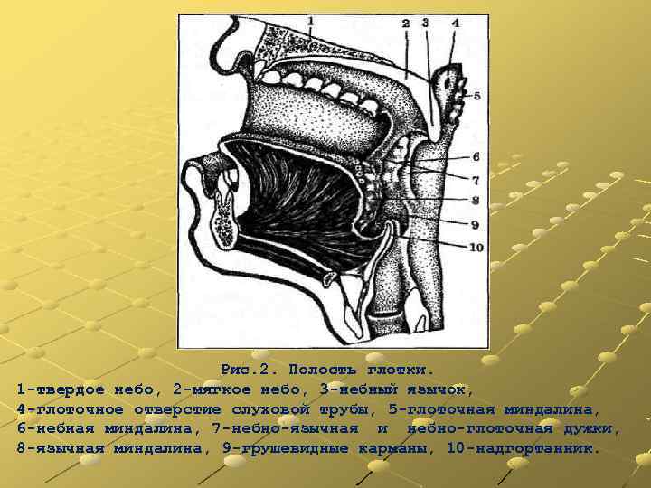 Рис. 2. Полость глотки. 1 твердое небо, 2 мягкое небо, 3 небный язычок, 4