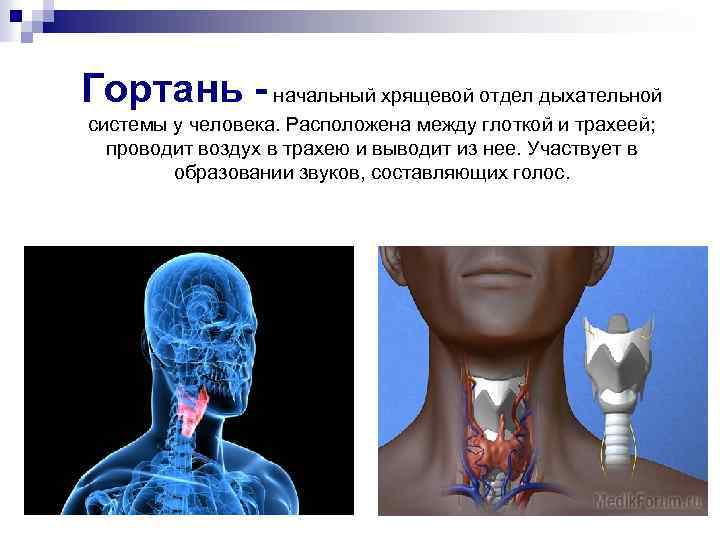 Гортань - начальный хрящевой отдел дыхательной системы у человека. Расположена между глоткой и трахеей;