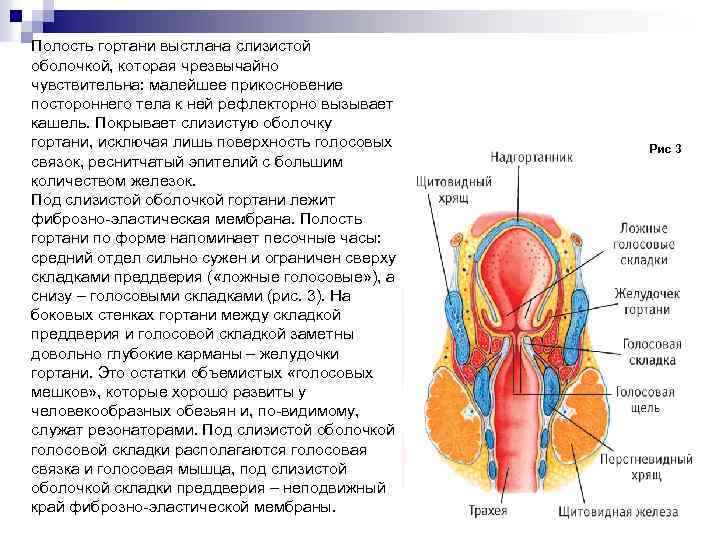 Полость гортани выстлана слизистой оболочкой, которая чрезвычайно чувствительна: малейшее прикосновение постороннего тела к ней