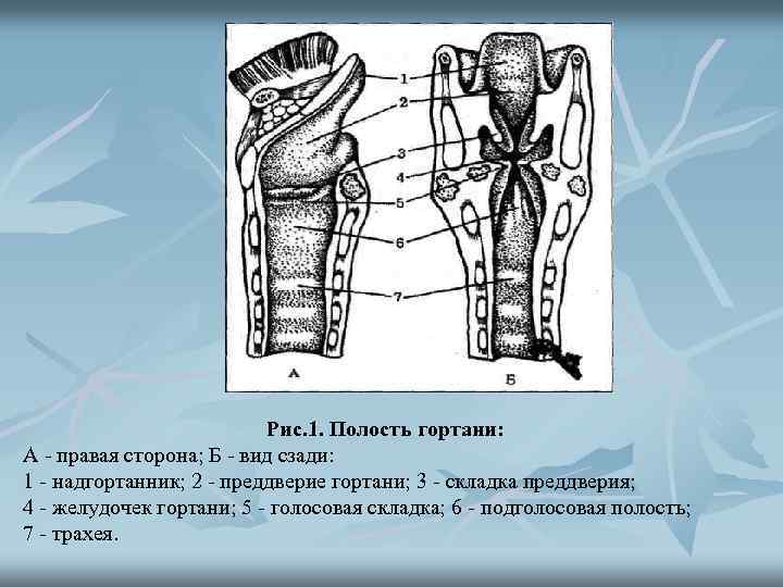 Рис. 1. Полость гортани: А - правая сторона; Б - вид сзади: 1 -